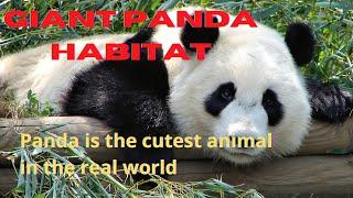 Giant Panda Habitat