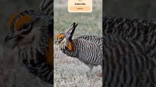 A beautiful bird sounds Greater prairie-chicken