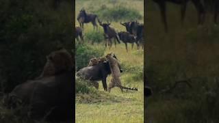 cheetah hunting down a wildebeest #animals #shorts