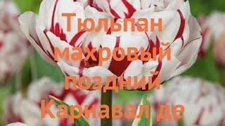 Тюльпан махровый Карнавал де Нис (tulipa)  обзор: как сажать, луковицы тюльпаны Карнавал де Нис