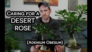 Desert Rose (Adenium Obesum) Care & Information