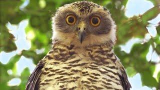 The Powerful Owl Project - Research