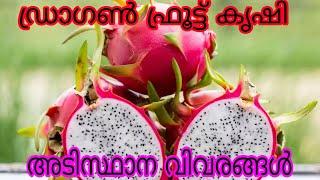 Dragon fruit Cultivation#K V K Santhanpara#Antony Muniyara Vlogs