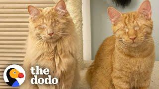 Rescued Blind Kittens Have The Cutest Way Of Locating Each Other | The Dodo