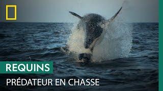 Un jeune phoque tente d'échapper à un requin en chasse