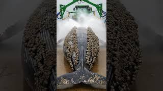 Whale Clean #finwhale #animals #fishshark #fishing #calmwhale #fishspecies #wildlife