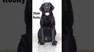 #CHOTA ROCKY# ROCKY SON#6MONTH#SIKRI KENNEL#9050312086