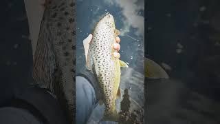 Trout 40 sm 06.02.2023 Vacha river