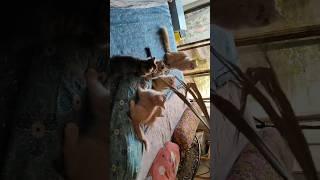 my sweet cats!!#viral #song #priya"s world official ️