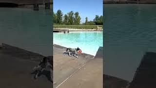 #DBTV No:449 - Dottie is a Blue Heeler and the smoothest swimmer! (2022) #shorts #shortsfeed