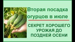 Вторая посадка огурцов в июле//Самый поздний срок посадки огурцов