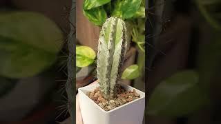 Кактус Полаския Чичипе #суккуленты #succulent #кактусы #cactus #растения