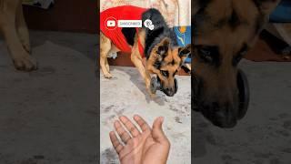 Command in Hindi ️ German Shepherd ‍Obeys Commands | #germanshepherd #dogcommands #gsd #pets #dog