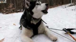 DOGS 101   Alaskan Malamute ENG