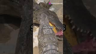 Crocodile Tears  Myth or Reality ?