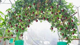 Growing passion fruit on the terrace is full of fruit