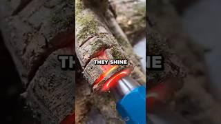 Why This Glowing Wood Is So Expensive 