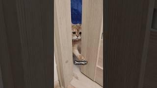 Важный совет от эксперта  #cutecat #cat #кот #коттоша #котики #смешнойкот #приколыскотами #catlover