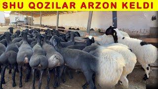 SHOSHILING ARZON BOQMA 11-oylik QOZILAR 88-254-37-37.  88-131-93-93