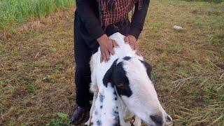 OMG goat and boy first meeting village in animal meeting | US Animals