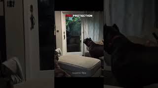 Dog Protection Vs Cat Protection#edit #trollface #art #usa