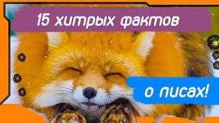 15 ХИТРЫХ ФАКТОВ О ЛИСАХ, КОТОРЫЕ ТЫ НЕ ЗНАЛ!