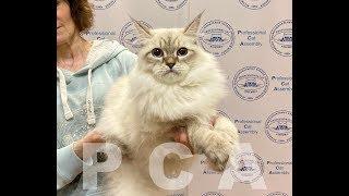 Сибирский кот. Выставка кошек PCA on-line.