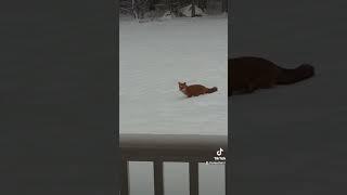 Gorgeous Red Fox in the Freshly Fallen Snow ️