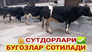 ОЛА СУТДОР ЯКИН БУГОЗЛАР СИГИР НАРХИ ️+998 93 125 73 88 7 декабря 2022 SOTILADIGON BÒĢOZLAR NARXI