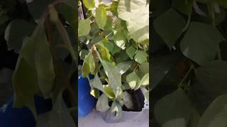 avarai#puthina #lichi #south #gardening #organic #plants #youtubeshorts