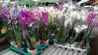 Orchids Obi Sale