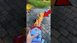 These Dogs Became Cigarette Addicts