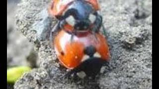 Larry the Ladybird (Caution swearing)  by k9oggy