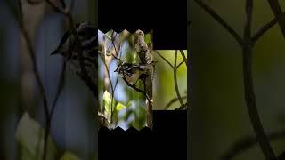 Photographing Blackpoll warbler