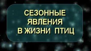 Сезонные явления в жизни птиц. Биология