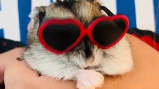 FUNNY HAMSTER