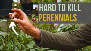 GUIDE: Tough Perennials for Alberta Gardens