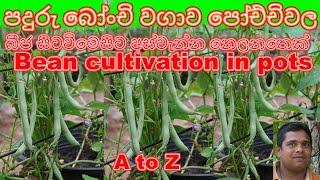 bonchi wagawa බෝංචි වගාව How to Grow Beans Home gardening beans Organic bean cultivation