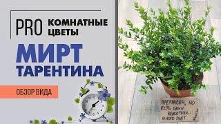 Мирт Тарентина - милый карлик | Домашнее растение