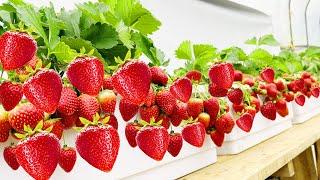 Growing strawberries at home have so many fruit, 3 tips to grow strawberries 100% success