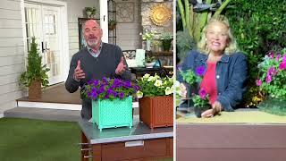 Ultimate Innovations 3pc Tough as Nails Live Durabloom Petunia Plants on QVC