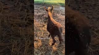 Nobody is messing with Amari’s food.  #shorts #onehappyassfarm #farmlife #amari #donkey