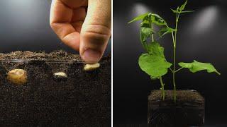 Growing Beans Time Lapse