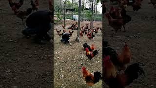 High quality chicken farming