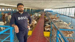 Pakistan Modern Goat Farm Alpha Livestock and GoatFarm #goat #goatfarming #farming #business #farmer