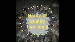 Brave snail farming