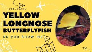 Yellow longnose butterflyfish facts  forceps butterflyfish  Forcipiger flavissimus 