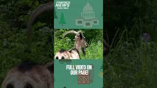 Man uses goats to help hikers on popular WV trail
