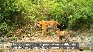 60 Second Science: Studying Tiger Recovery in India