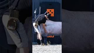 Realistic Shot Placement #elkshape